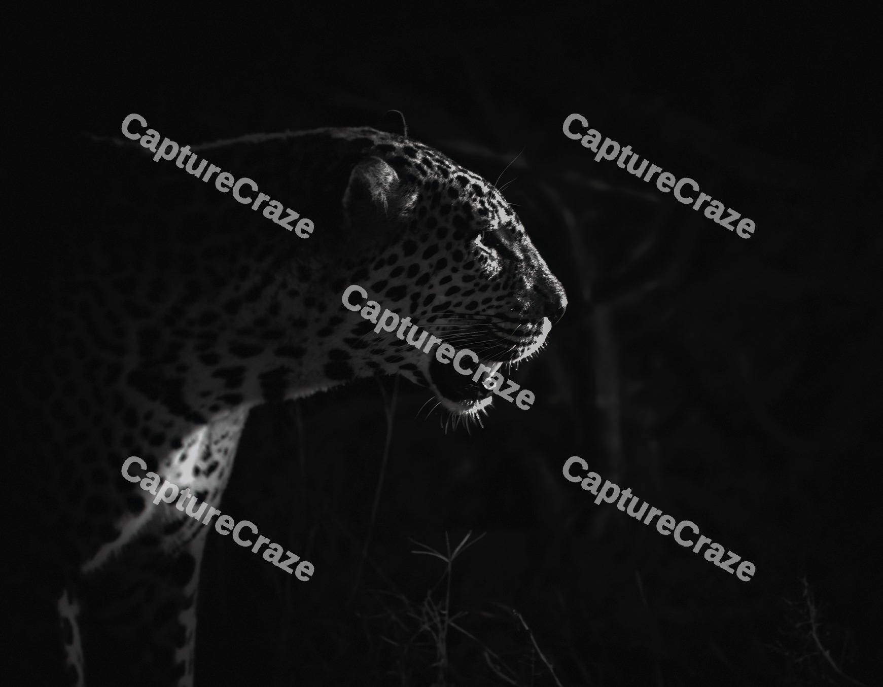 Silhouette of a leopard